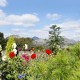 Mountain View Hotel image