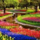 Dutch Tulip Experience Tour image