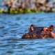 VICTORIA FALLS + BOTSWANA SAFARI image
