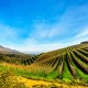 SOUTH AFRICA: KRUGER PARK SAFARI + CAPE TOWN image