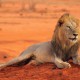 MOMBASA SAFARI: TSAVO + AMBOSELI + DIANI BEACH image