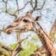 CLASSIC KENYA: AMBOSELI + LAKE NAKURU + MASAI MARA image