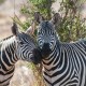 GRAND KENYA: SAMBURU + SWEETWATERS + MARA + AMBOSELI image