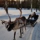 Accessible Swedish Lapland Apartments image