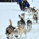 Accessible Swedish Lapland Apartments image