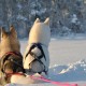 Accessible Swedish Lapland Apartments image
