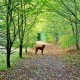 Accessible Countryside Hotel image