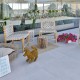 Accessible Beach Hotel image