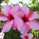 Lanzarote Winter Sun image