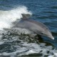 Discover Jersey image