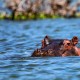 SOUTH AFRICA: KWA ZULU NATAL SAFARI + MAURITIUS image